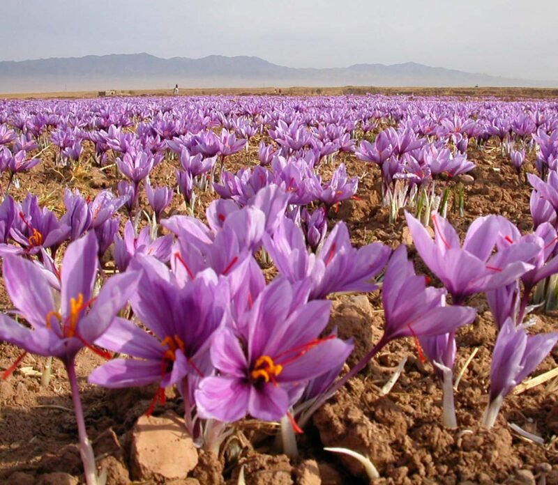334and354saffron-2-RS_8b9aa0d2-cbcb-482f-978a-3cfe8ac65137.jpg